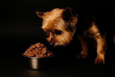 Dlaczego karma mokra dla psa jest bardziej aromatyczna niż sucha?