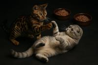 Jak podawać kotu przysmaki w codziennej diecie?