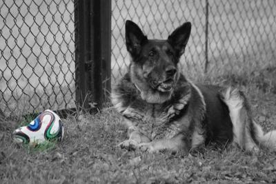 Start Rymanów ma swoją maskotkę. To owczarek niemiecki 