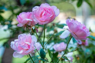 Kwiaty w ogrodzie - co warto posadzić?