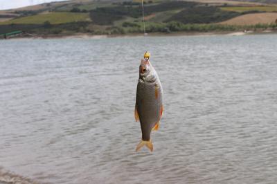 artykuł sponsorowany